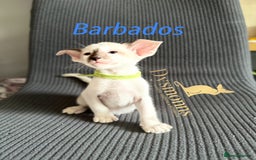 Oriental cats for sale: 2 boys TICA - Image 5