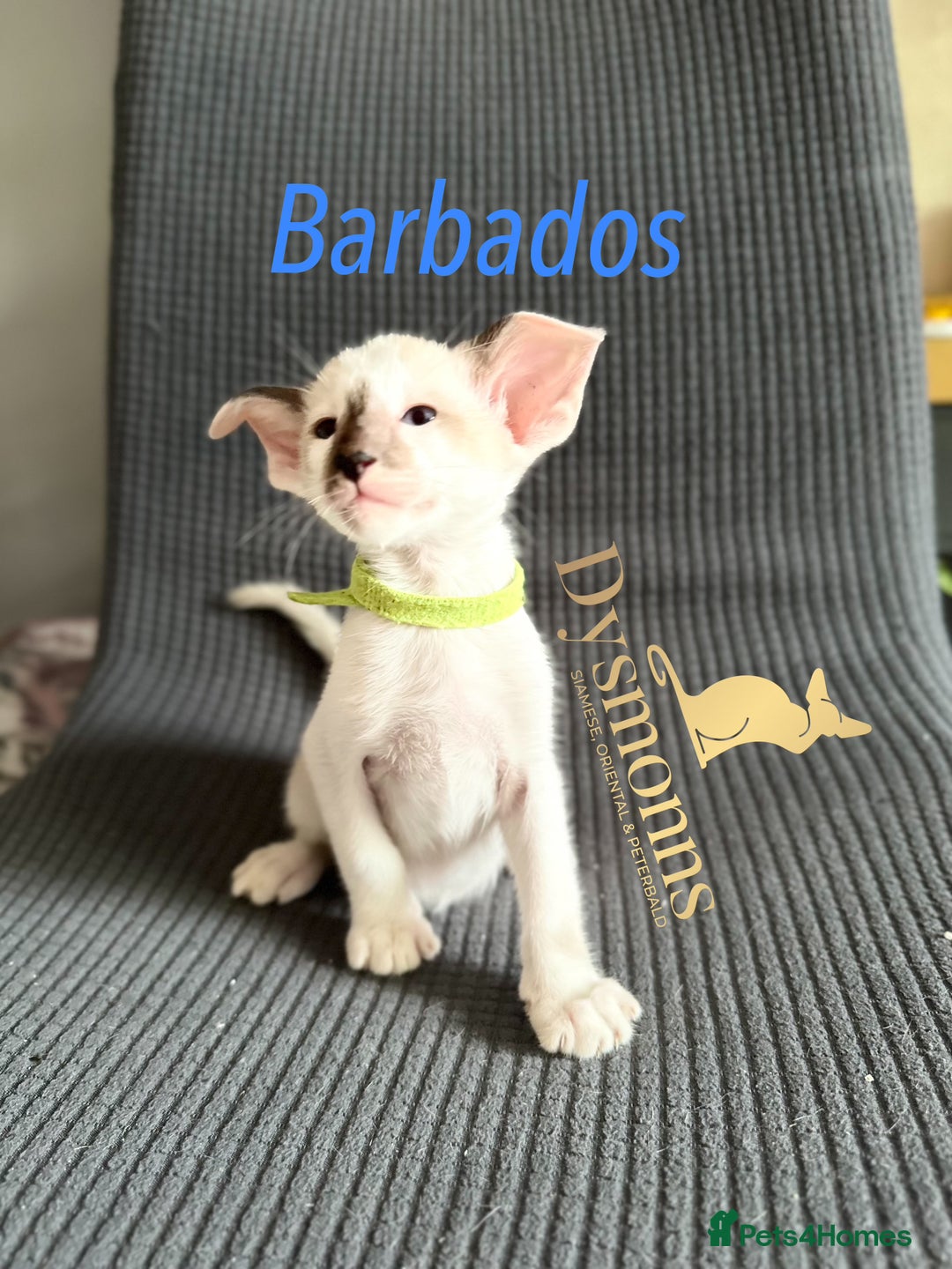 Oriental cats for sale: 2 boys TICA - Image 5