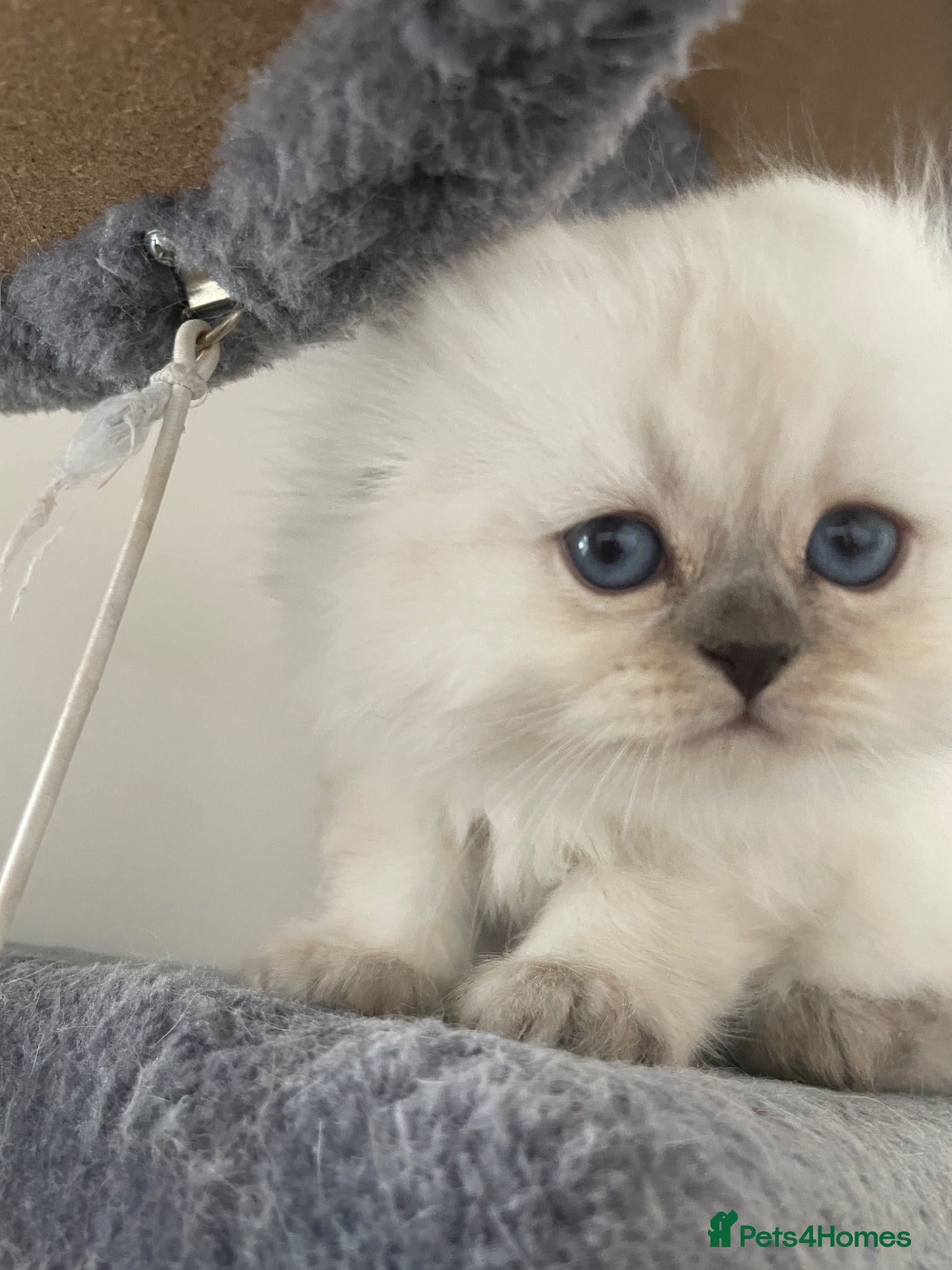 Scottish Fold cats Adorable Scottish Fold Kittens - Advert 4