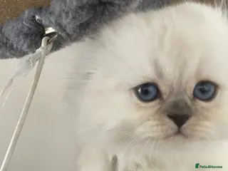 Scottish Fold cats Adorable Scottish Fold Kittens - Advert 17