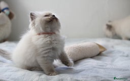 Ragdoll cats for sale: Active TICA princesses 👑❤️🩷💜 - Image 19