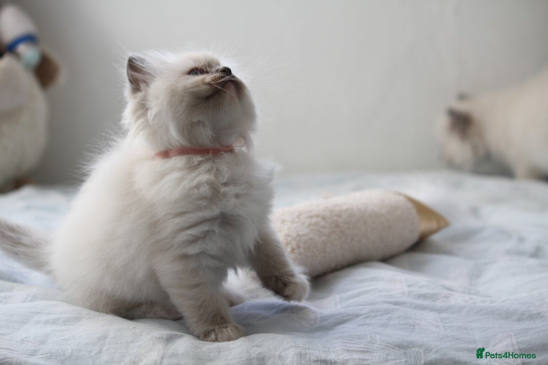 Ragdoll cats for sale: Active TICA princesses 👑❤️🩷💜 - Image 19