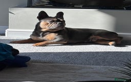 French Bulldog dogs for sale: Bruno, 3 year old French bulldog  - Image 2