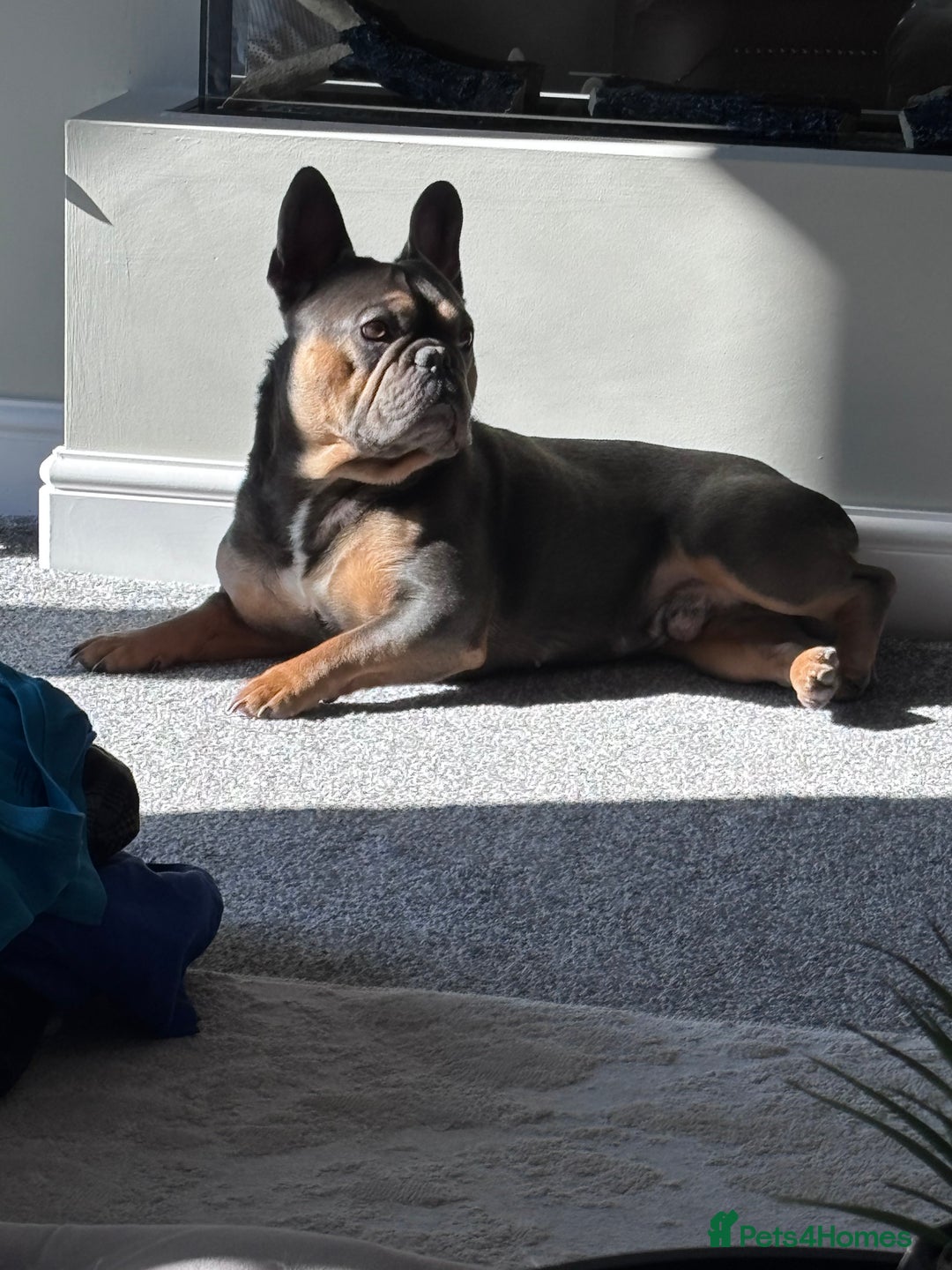 French Bulldog dogs for sale: Bruno, 3 year old French bulldog  - Image 2