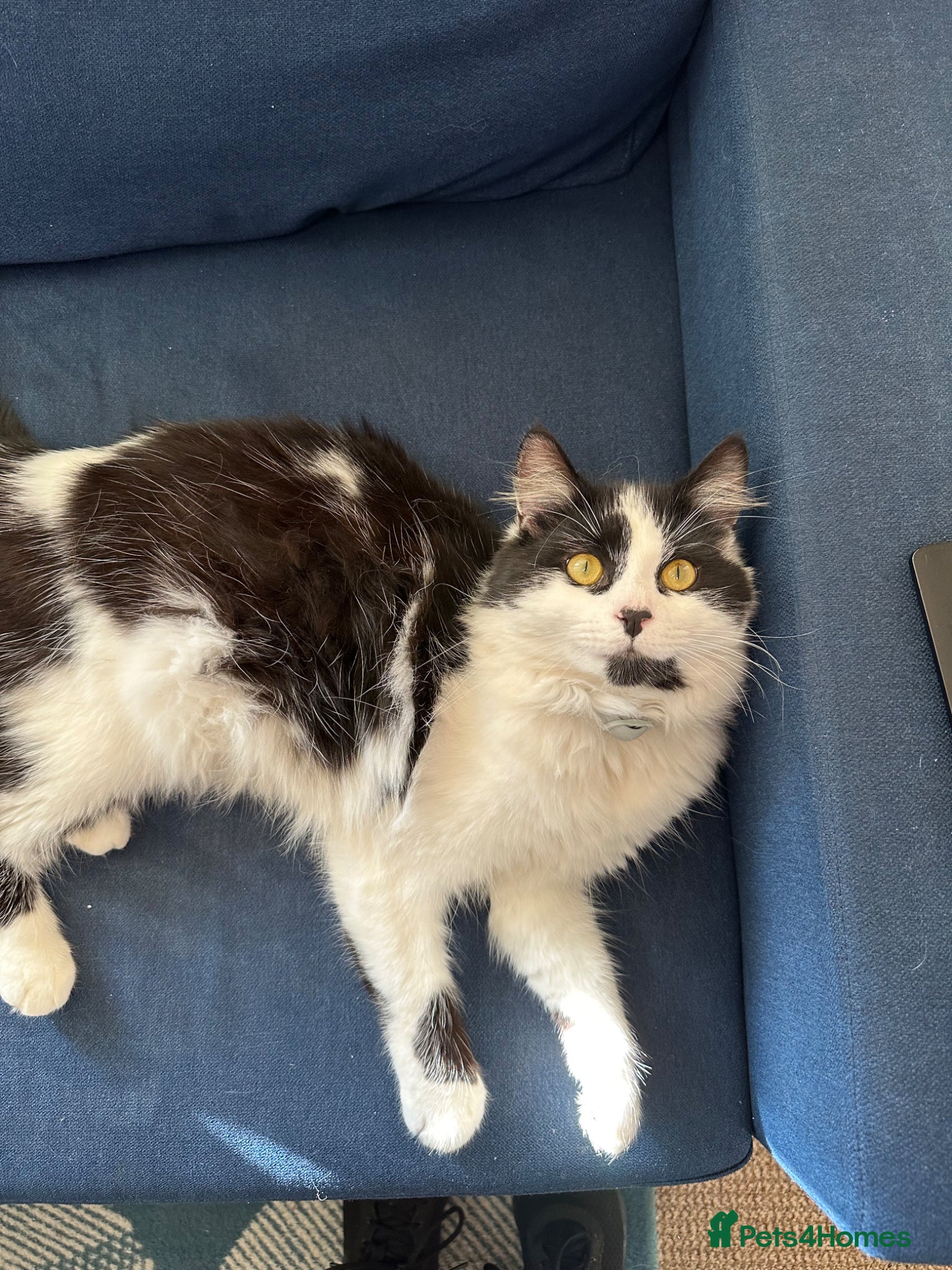 Mixed Breed cats 1 year old boy - Advert 3