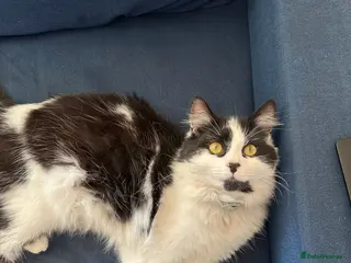 Mixed Breed cats 1 year old boy - Advert 3