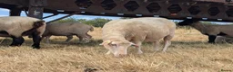 Sheep livestock for sale: Merino sheep - Advert 2