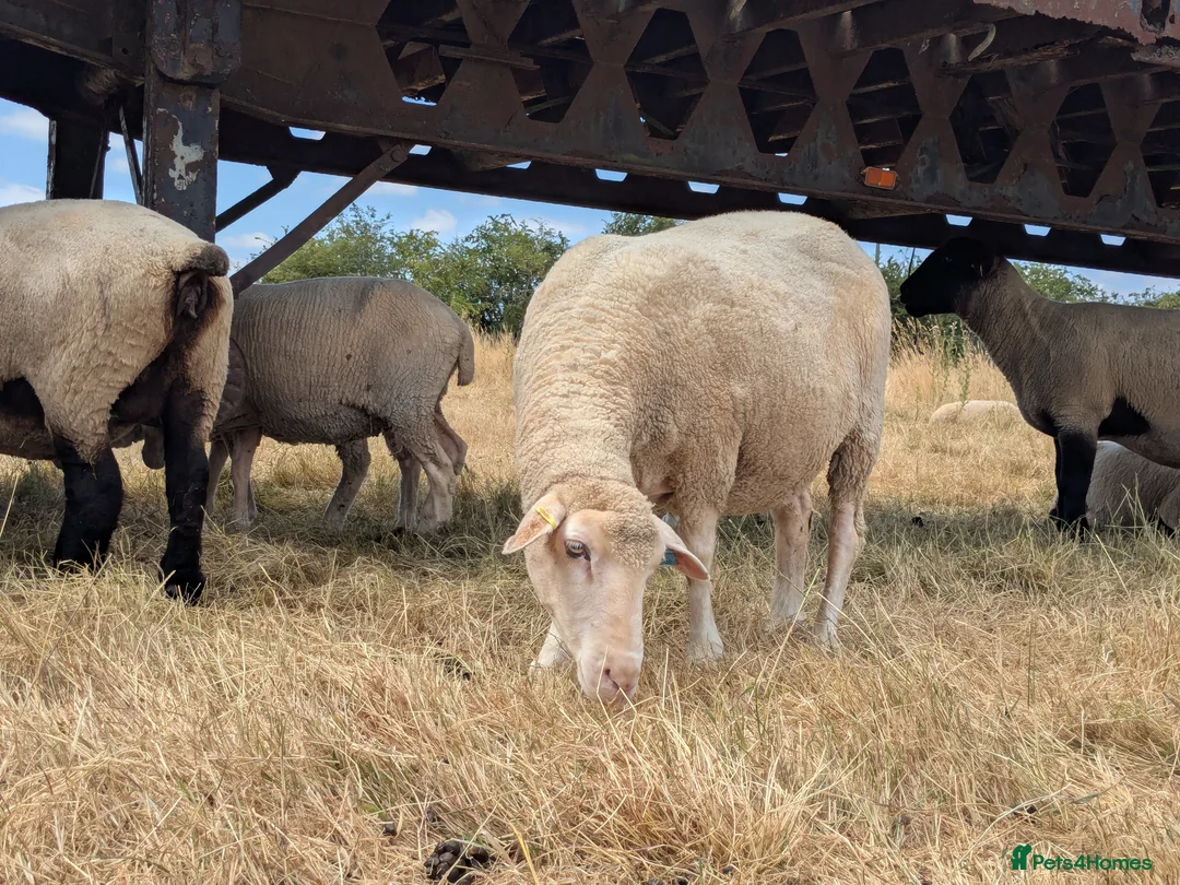 Sheep livestock for sale: Merino sheep - Advert 2