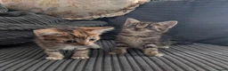 Mixed Breed cats for sale: Kitten  - Advert 6