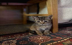 Mixed Breed cats for sale: LAST TWO BOYS REMAINING, kittens for sale - Image 3