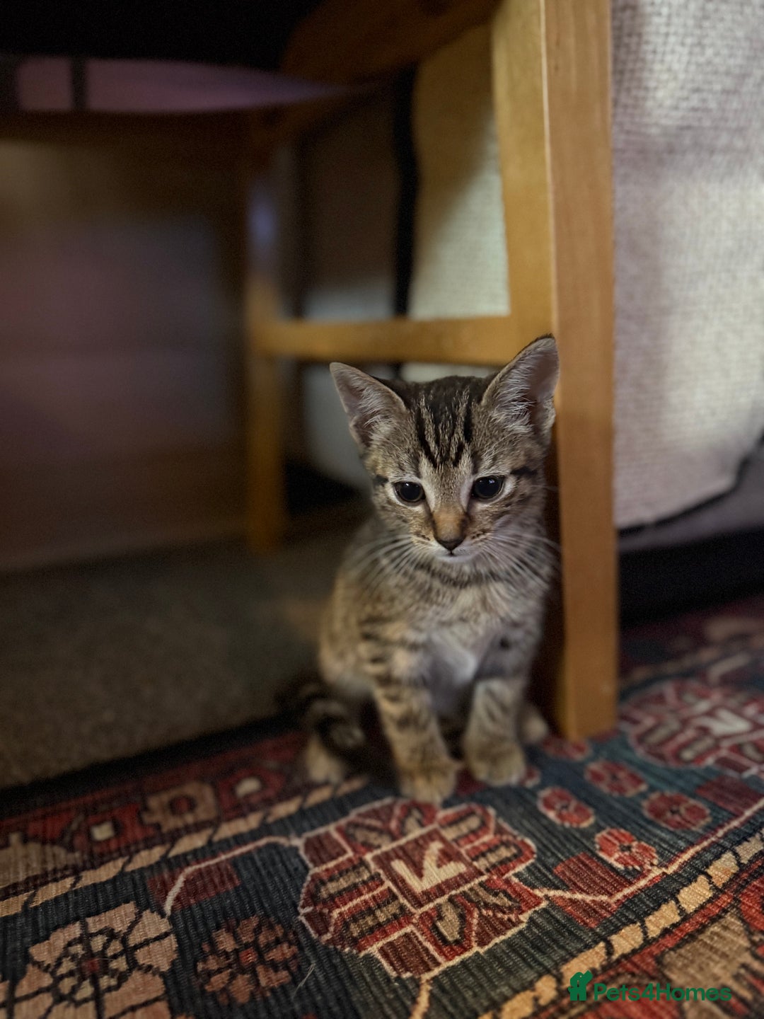 Mixed Breed cats for sale: LAST TWO BOYS REMAINING, kittens for sale - Image 3