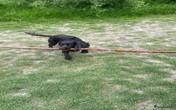 Sprocker dogs for stud: Bruno, stud available  - Image 4