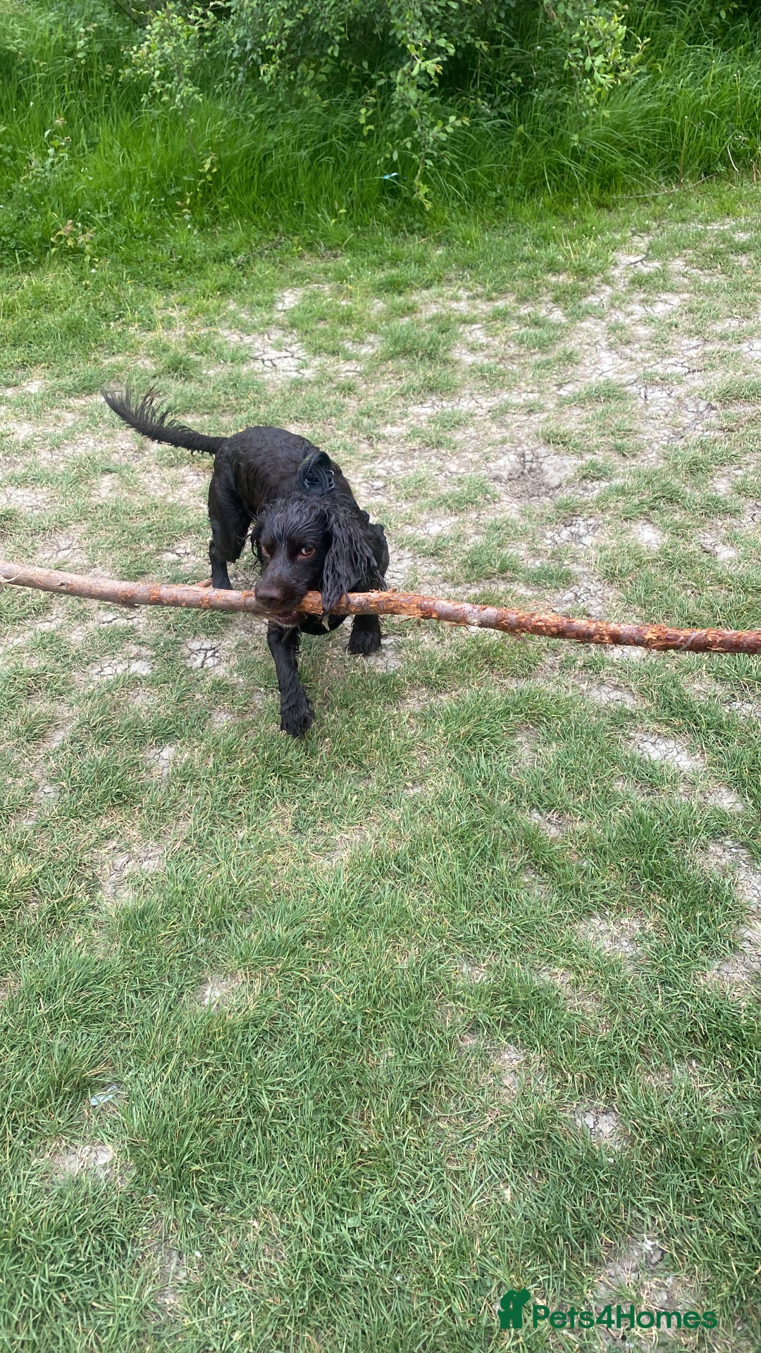 Sprocker dogs for stud: Bruno, stud available  - Image 4