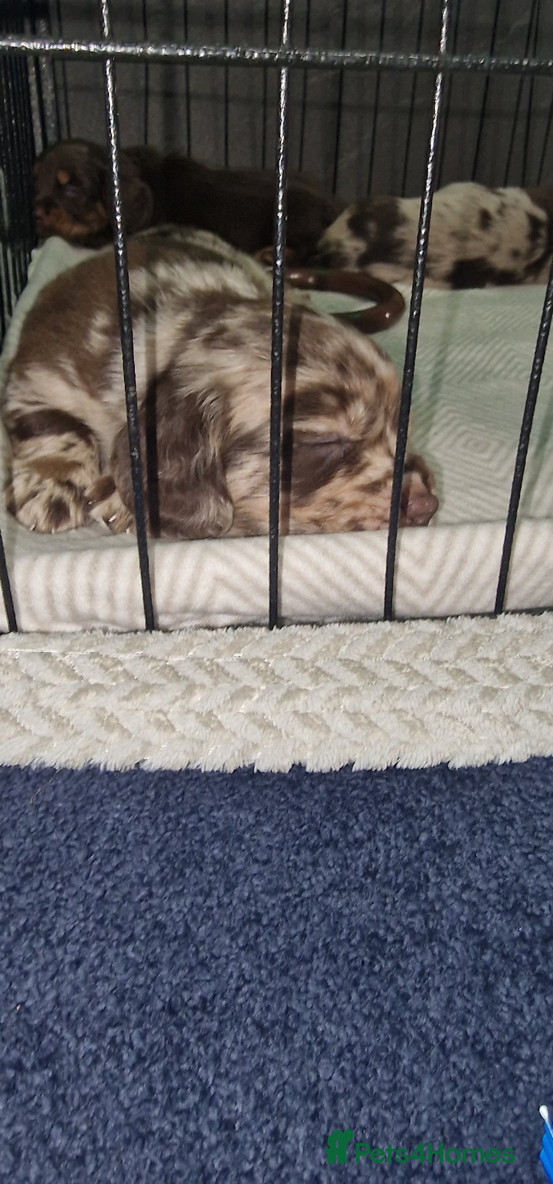 Dachshund dogs for sale: Miniature Dachshund cross pup - Image 16