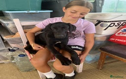 Mixed Breed dogs for adoption: Adorable Angus - Image 1
