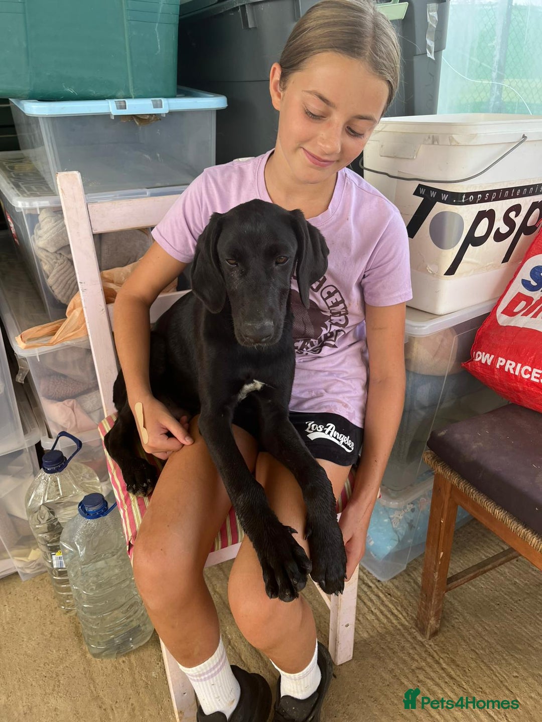 Mixed Breed dogs for adoption: Adorable Angus - Image 1