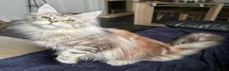 Maine Coon cats for sale: 1 Year Old Stunning Active Maine Coon Girl 🩷 - Advert 8