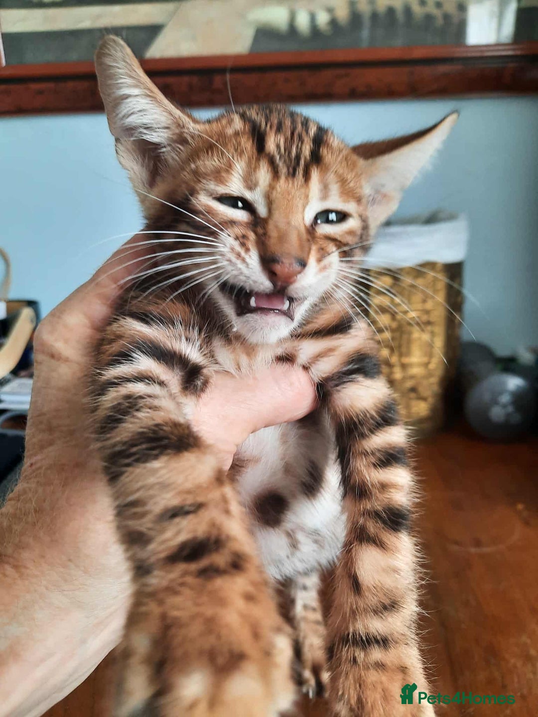 Toyger cats for sale: STUNNING TICA REG, PEDIGREE TOYGER CUBS - Image 21