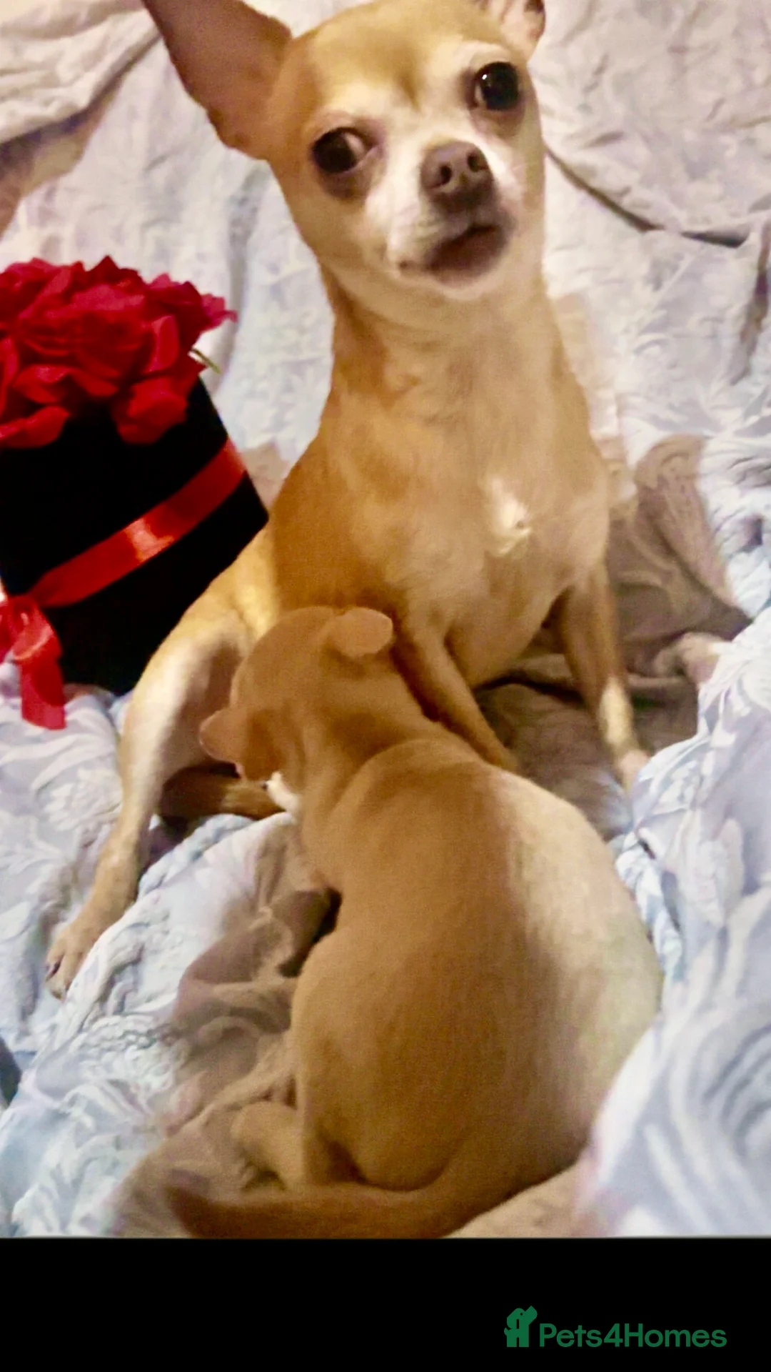 Chihuahua dogs for sale: 2 gorgeous pedigree chihuahua boys ready now 💙 - Advert 2