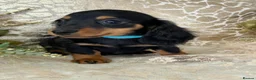 Miniature Dachshund dogs for sale: KC Miniature Dachshund Puppies - Advert 7