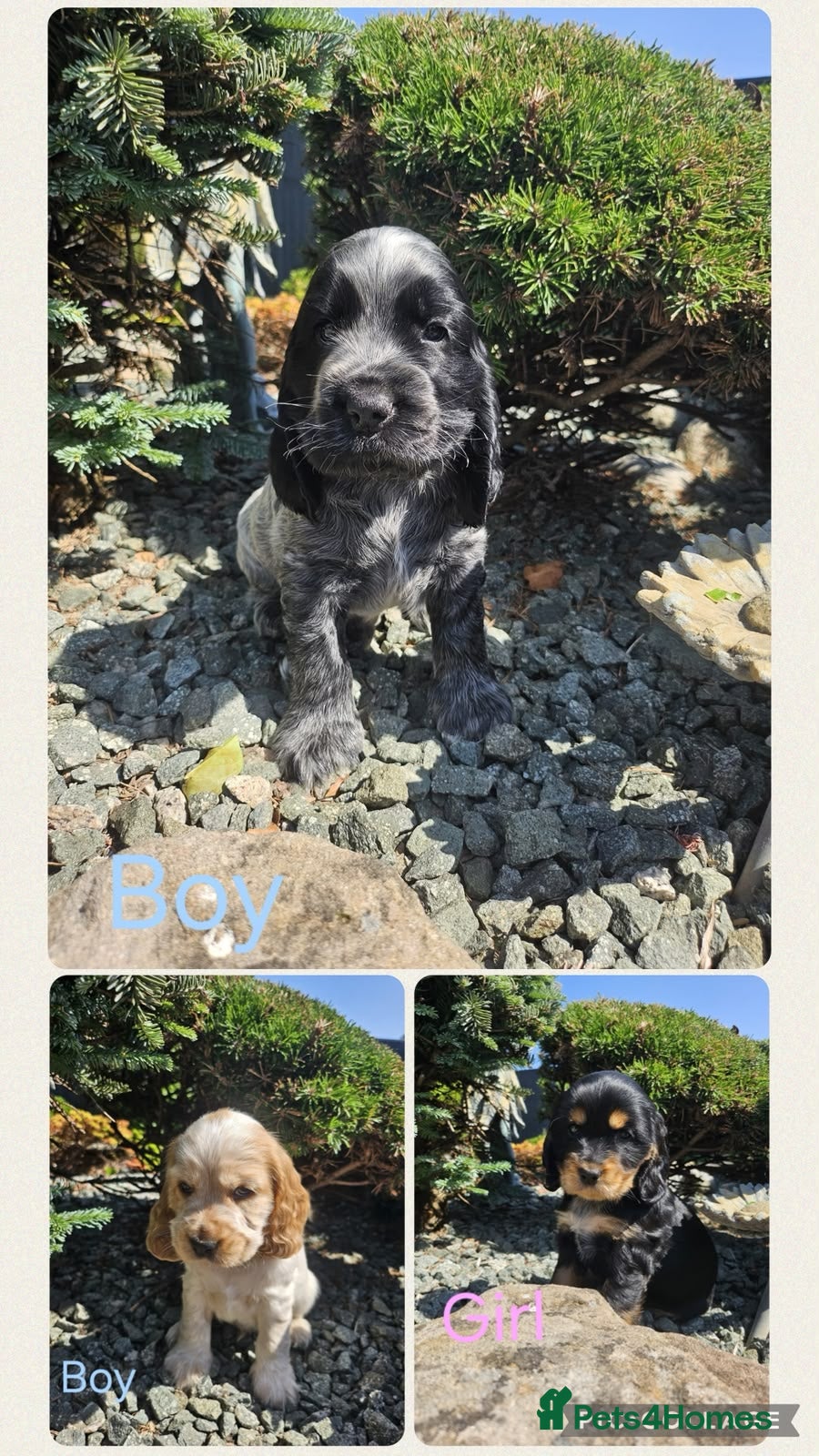 Cocker Spaniel dogs Kc reg Cocker Spaniel puppies READY NOW ! - Advert 1