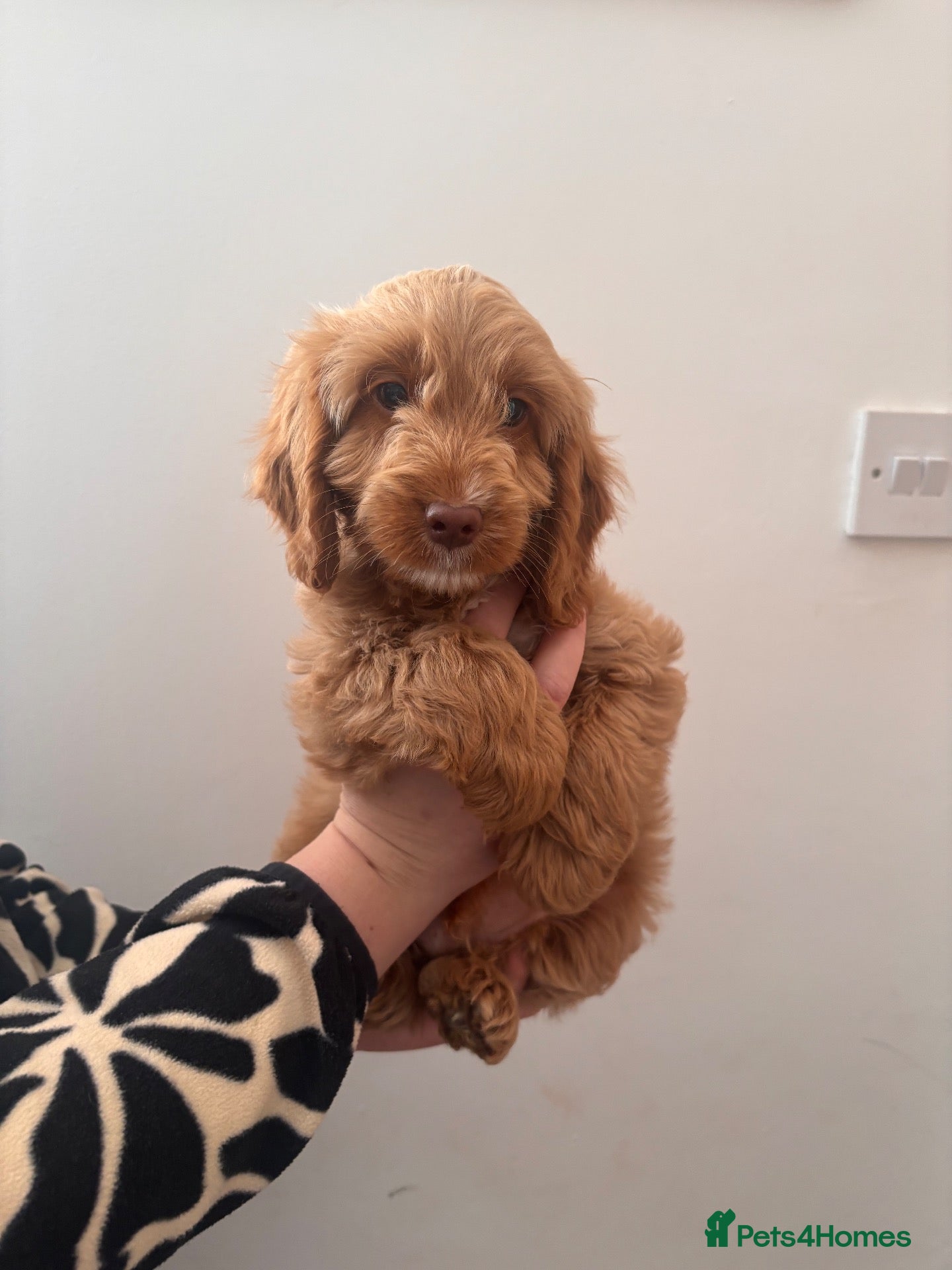Cockapoo dogs Beautiful F1 Cockapoos ONE Boy available  - Advert 2