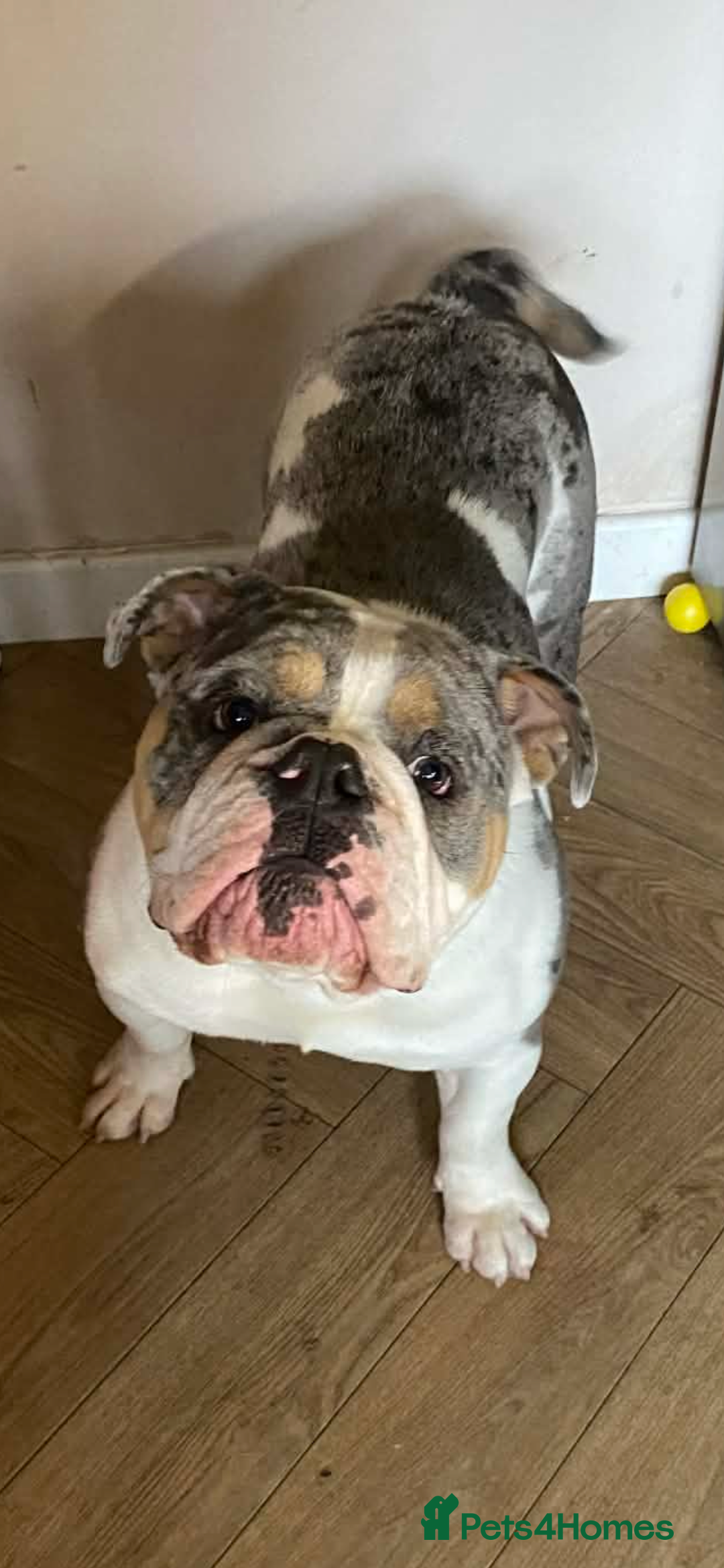 English Bulldog dogs for sale: Stunning Bulldog puppy - Advert 3