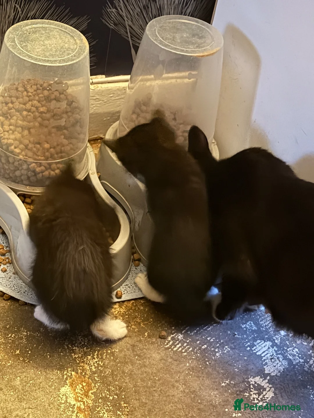 Mixed Breed cats for sale: 3 kittens for sale 2 boys and 1 girl - Advert 6