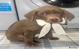 Labrador Retriever dogs for sale: KC SILVER & CHARCOAL Labrador Puppys  - Image 4