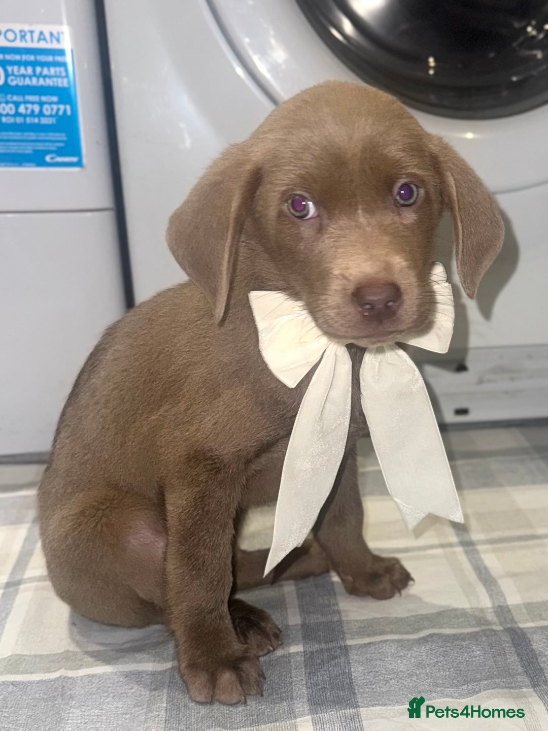 Labrador Retriever dogs for sale: KC SILVER & CHARCOAL Labrador Puppys  - Image 4