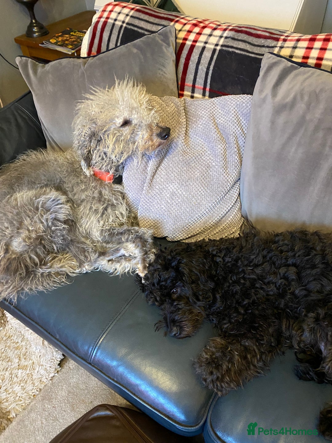 Mixed Breed dogs for sale: BEDLINGTON X COCKERPOO 4 GORGEOUS GIRLS!! - Advert 7