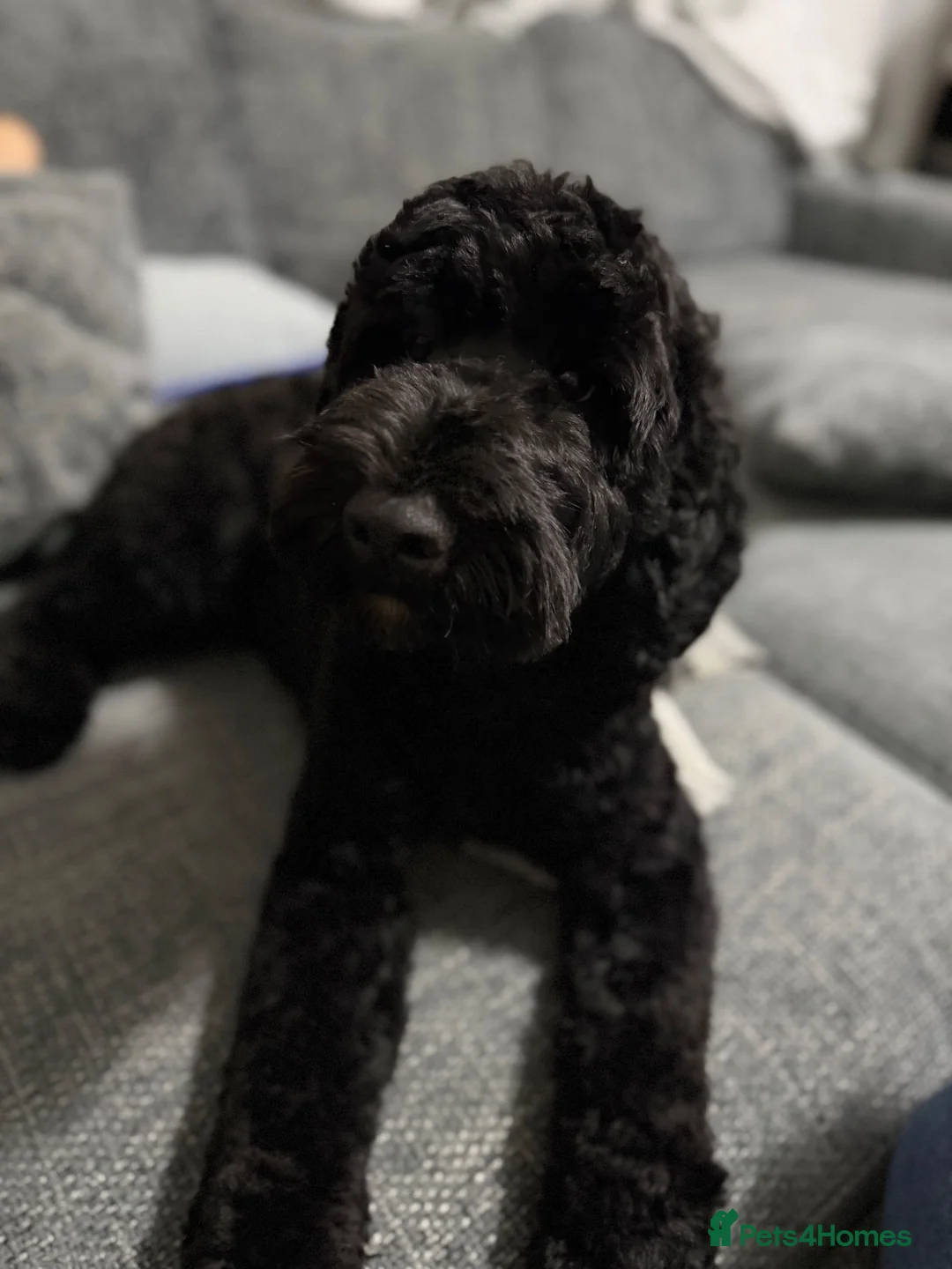 Cockapoo dogs for sale: Jett cockapoo in Tilbury - Advert 2
