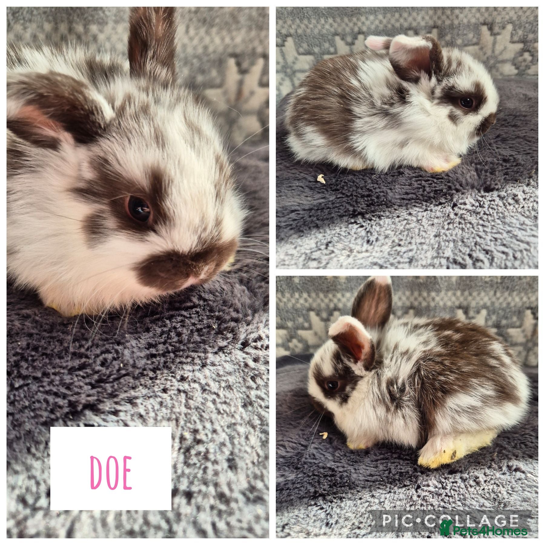 Mini Lop rabbits ❤️ READY TO RESERVE last 3 girls❤️  - Advert 13