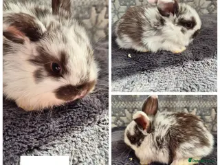 Mini Lop rabbits ❤️ READY TO RESERVE last 3 girls❤️ - Advert 13