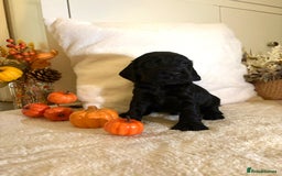 Cocker Spaniel dogs for sale: Cocker spaniel puppy - Image 4