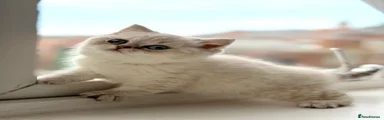 Tai Lung boy