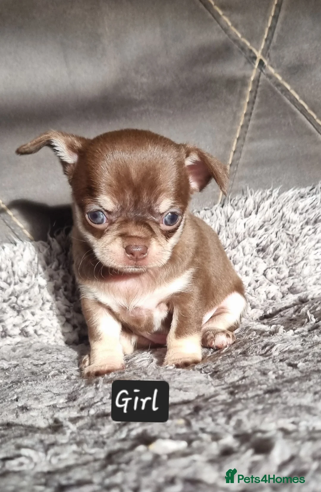 Chihuahua dogs for sale: Shorthaired tri chocolate chihuahuas puppies  - Advert 4