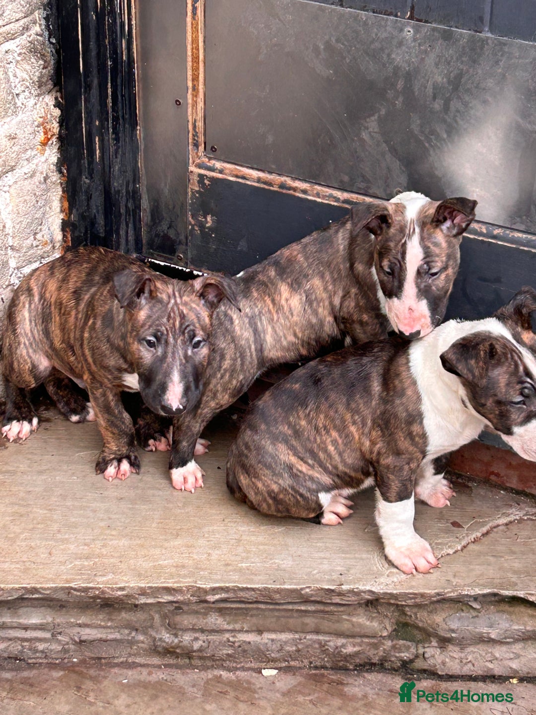 English Bull Terrier dogs for sale: Chunky english bull terriers for sale - Advert 13