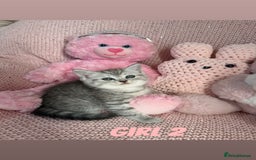 British Shorthair cats for sale: *stunning* silver tabby British short haired  - Image 9