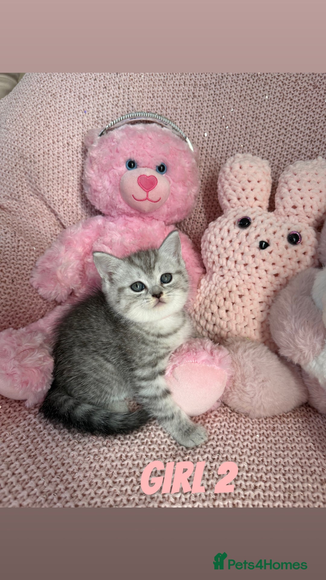 British Shorthair cats for sale: *stunning* silver tabby British short haired  - Image 9
