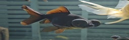Fancy Goldfish fish for sale: Beautiful Fancy Goldfish for sale! - Advert 1