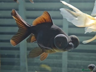 Fancy Goldfish fish Beautiful Fancy Goldfish for sale! - Advert 2