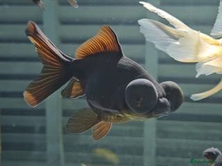 Fancy Goldfish fish Beautiful Fancy Goldfish for sale! - Advert 2