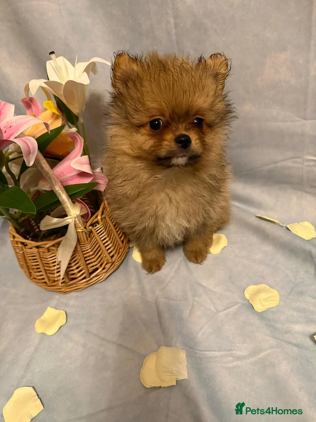 Pomeranian dogs for sale: Pomeranian puppies - Advert 14