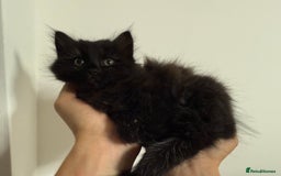 Mixed Breed cats for sale: Beautiful Fluffy Black Female Kitten  - Image 14