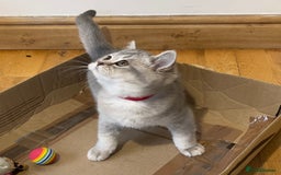 British Shorthair cats for sale: 🚨One Girl Ready to leave 🚨GCCF British Shorthair - Image 7