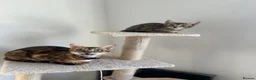 Bengal cats for sale: Two Bengal kittens READY  - Advert 11