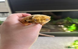 Gecko reptiles for sale: Tri Lilywhite Female Crested Gecko & Setup - Image 3
