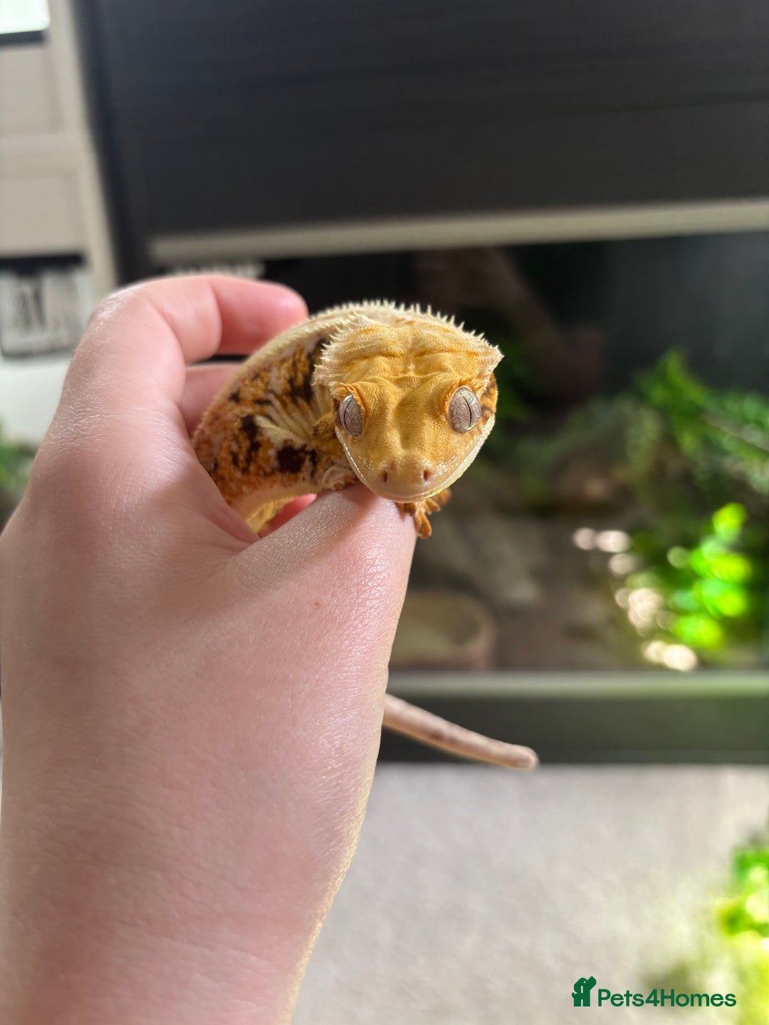 Gecko reptiles for sale: Tri Lilywhite Female Crested Gecko & Setup - Image 3