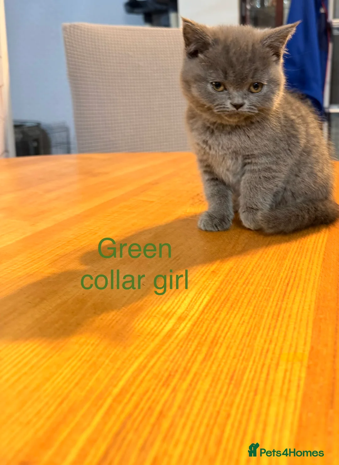 British Shorthair cats for sale: Beautiful 3 British Shorthair Kittens in Livingston - Advert 5
